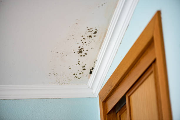 Professional Mold Removal in Shavano Park, TX