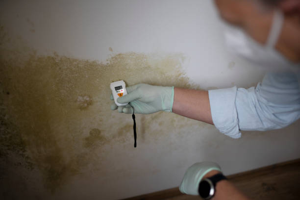 Best Local Mold Removal Service  in Shavano Park, TX