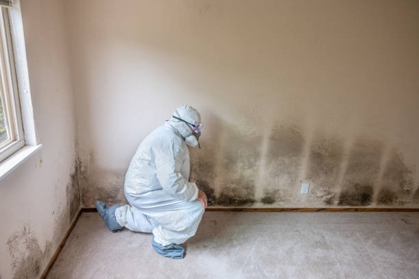 Best Mold Damage Repair  in Shavano Park, TX