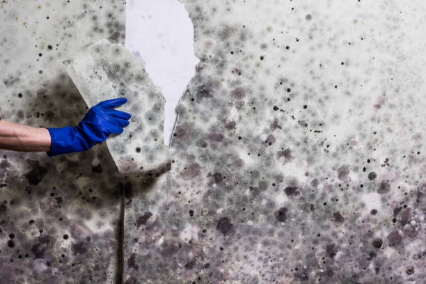 Best Best Mold Removal Companies  in Shavano Park, TX